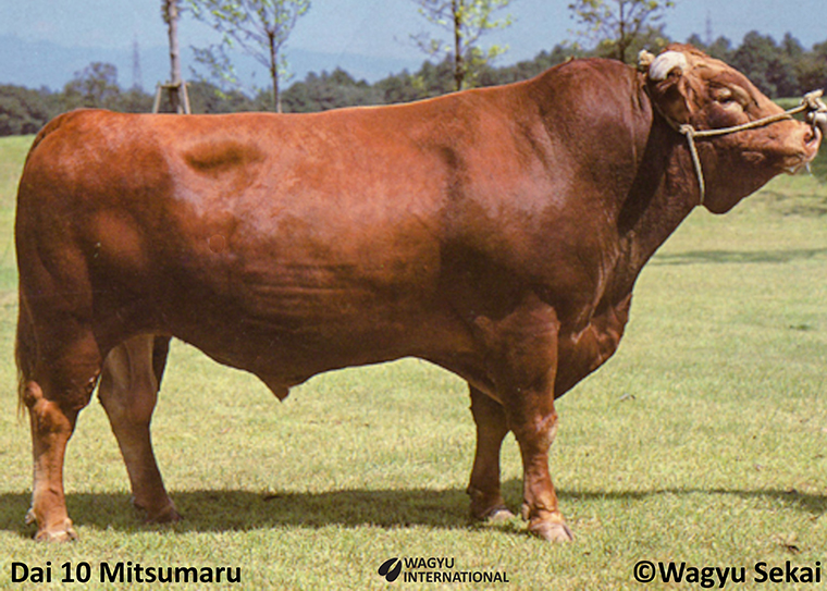 Photo of Red Wagyu or Akaushi bull Dai 10 Mitsumaru who sireda few calves that were born from Foundation heifers after export from Japan